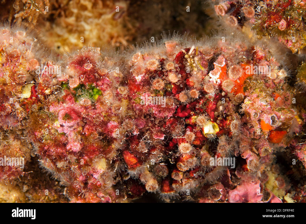 Hard coral, Cladocora caespitosa, Sarıgerme Fethiye Turkey Stock Photo