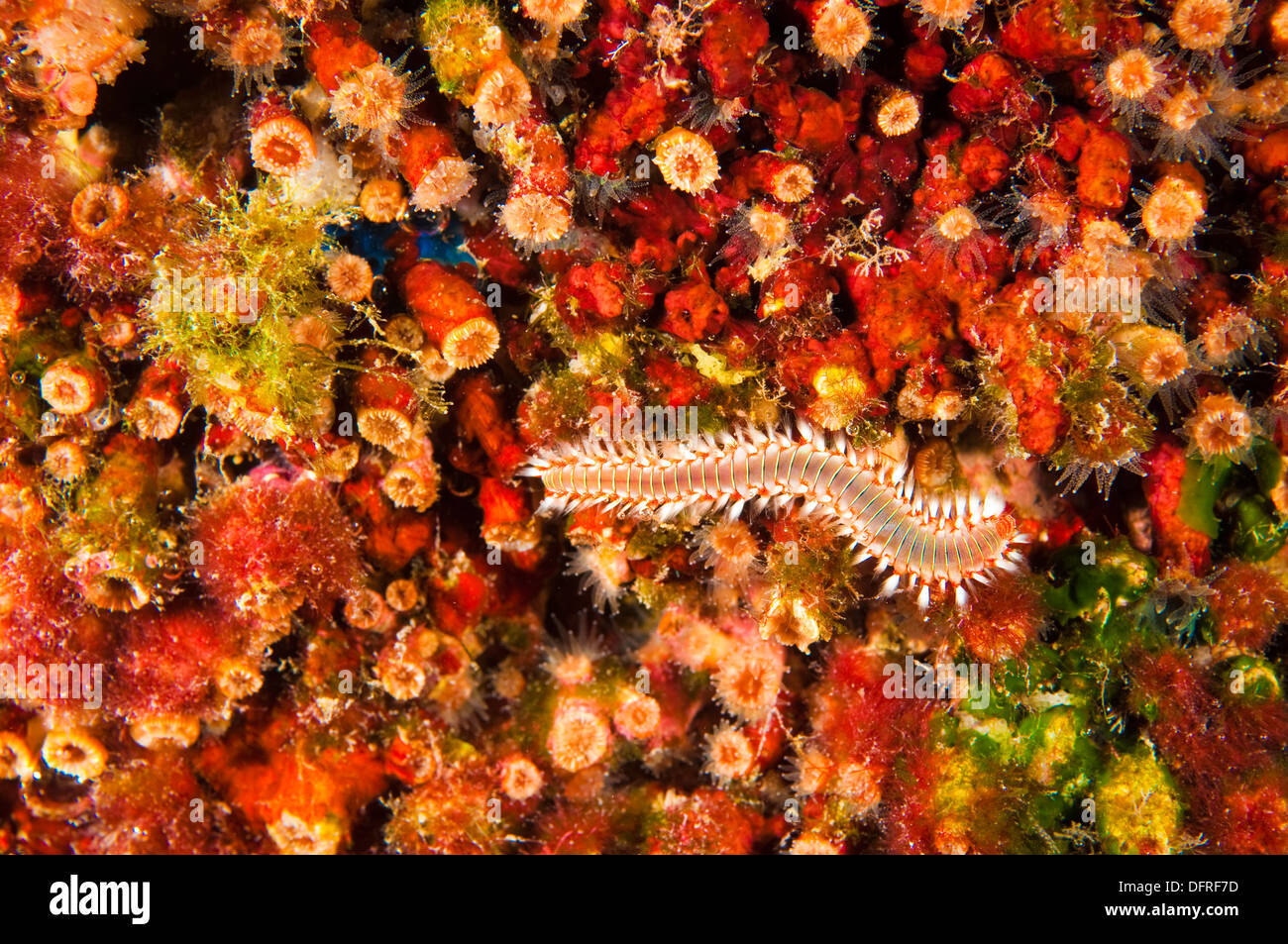 Hard coral, Cladocora caespitosa, Sarıgerme Fethiye Turkey Stock Photo
