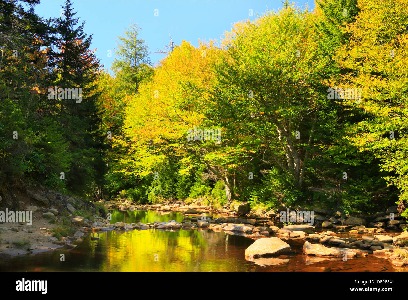 Red Creek Crossing, Blackbird Trail, Dolly Sods Wilderness, Hopeville, West Virginia, USA Stock Photo