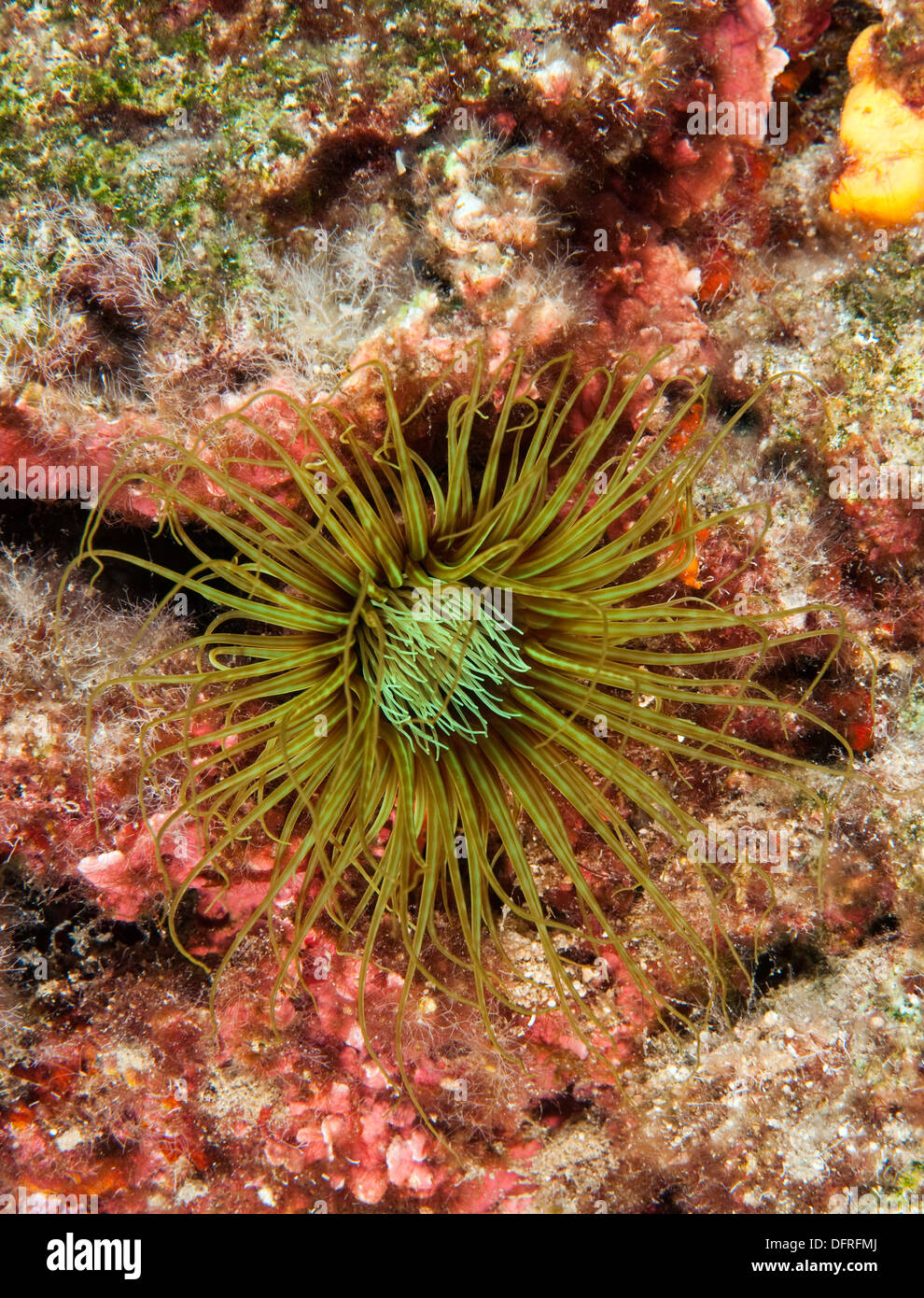 Cylinder anemone, Cerianthus membranacea, Sarıgerme Fethiye Turkey Stock Photo