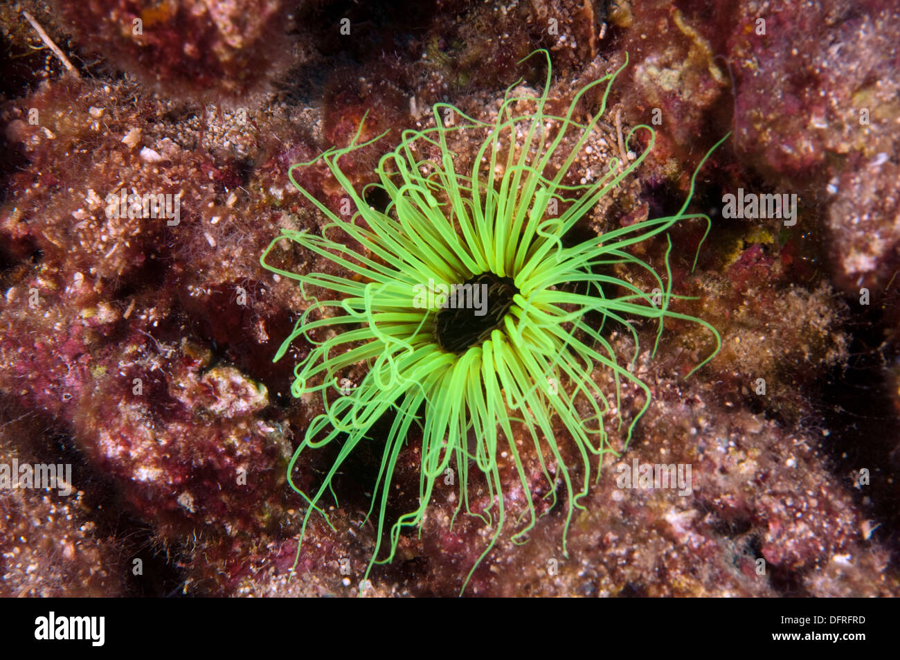 Cylinder anemone, Cerianthus membranacea, Sarıgerme Fethiye Turkey Stock Photo