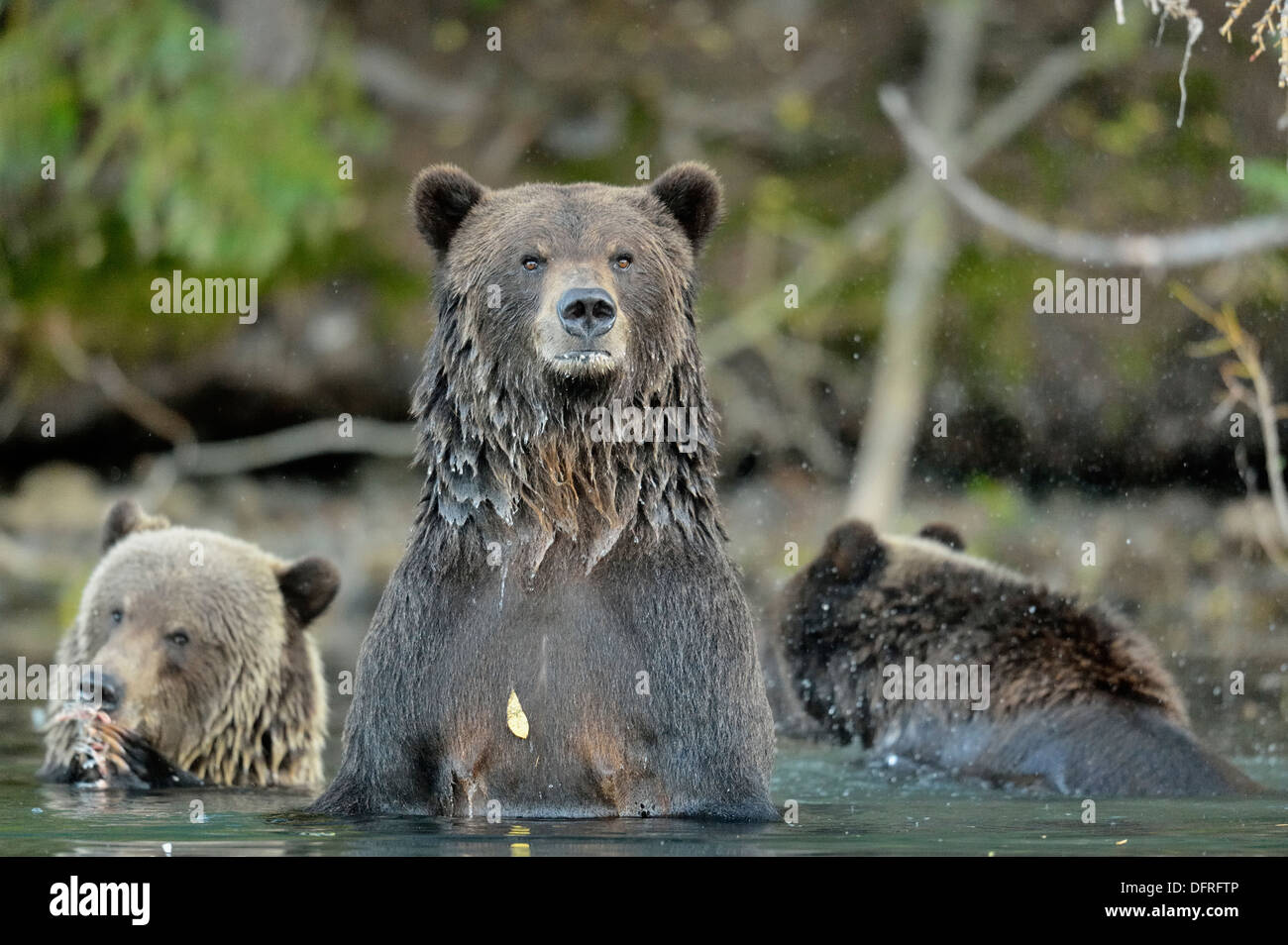 Grizzly bear, Ursus arctos, Hunting sockeye salmon in a salmon river, Chilcotin Wilderness, BC Interior, Canada Stock Photo