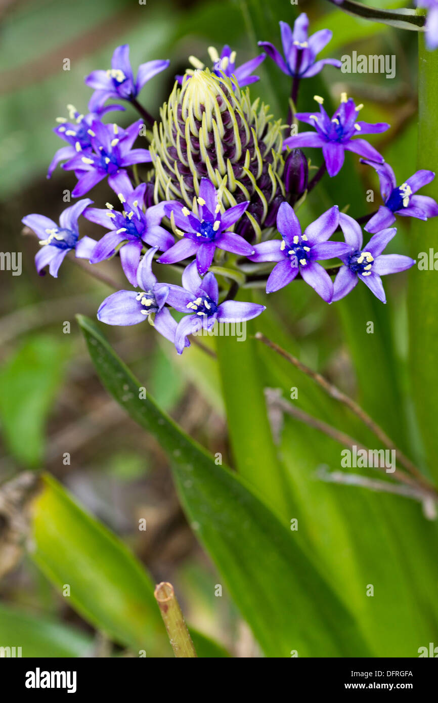 Scilla Peruviana Oncostema Peruviana Hyacinth Of Peru South Of 