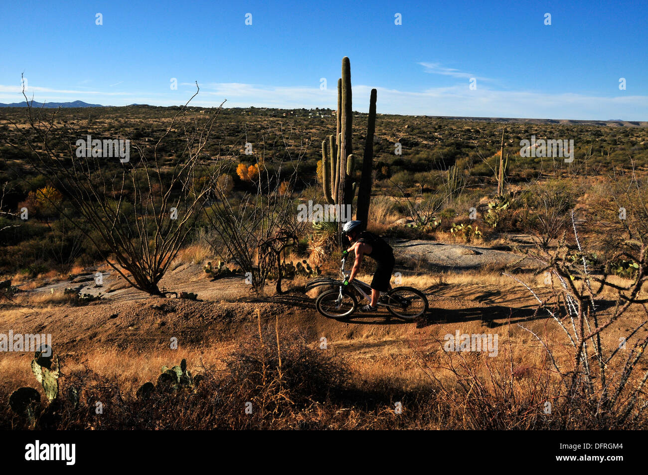 A cyclist rides a mountain bike on the 50 Year Trail on State Trust Land in the Sonoran Desert, Catalina, Arizona, USA. Stock Photo