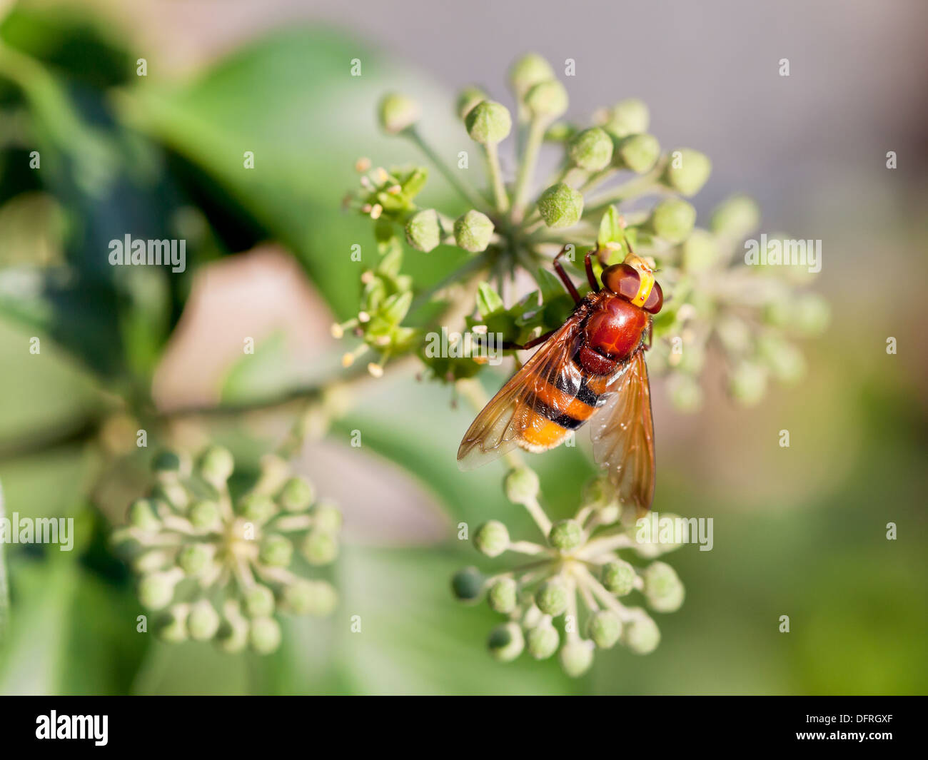 flower fly volucella inanis nectaring on green blossoms of ivy plant in autumn day Stock Photo