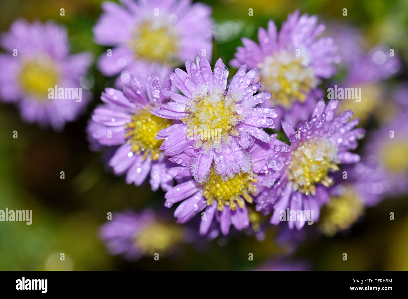 New York aster with rime Stock Photo