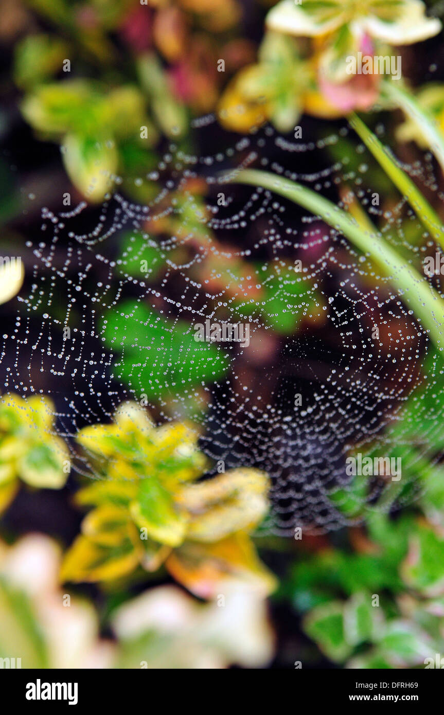 Water Droplet Spiderweb Stock Photo Alamy