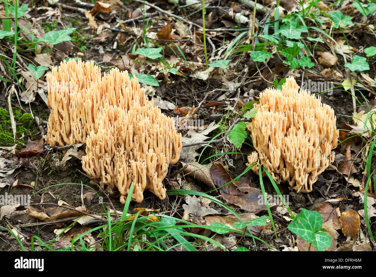 ramaria stricta (trict-branch coral) mushrooms in autumn litter Stock Photo