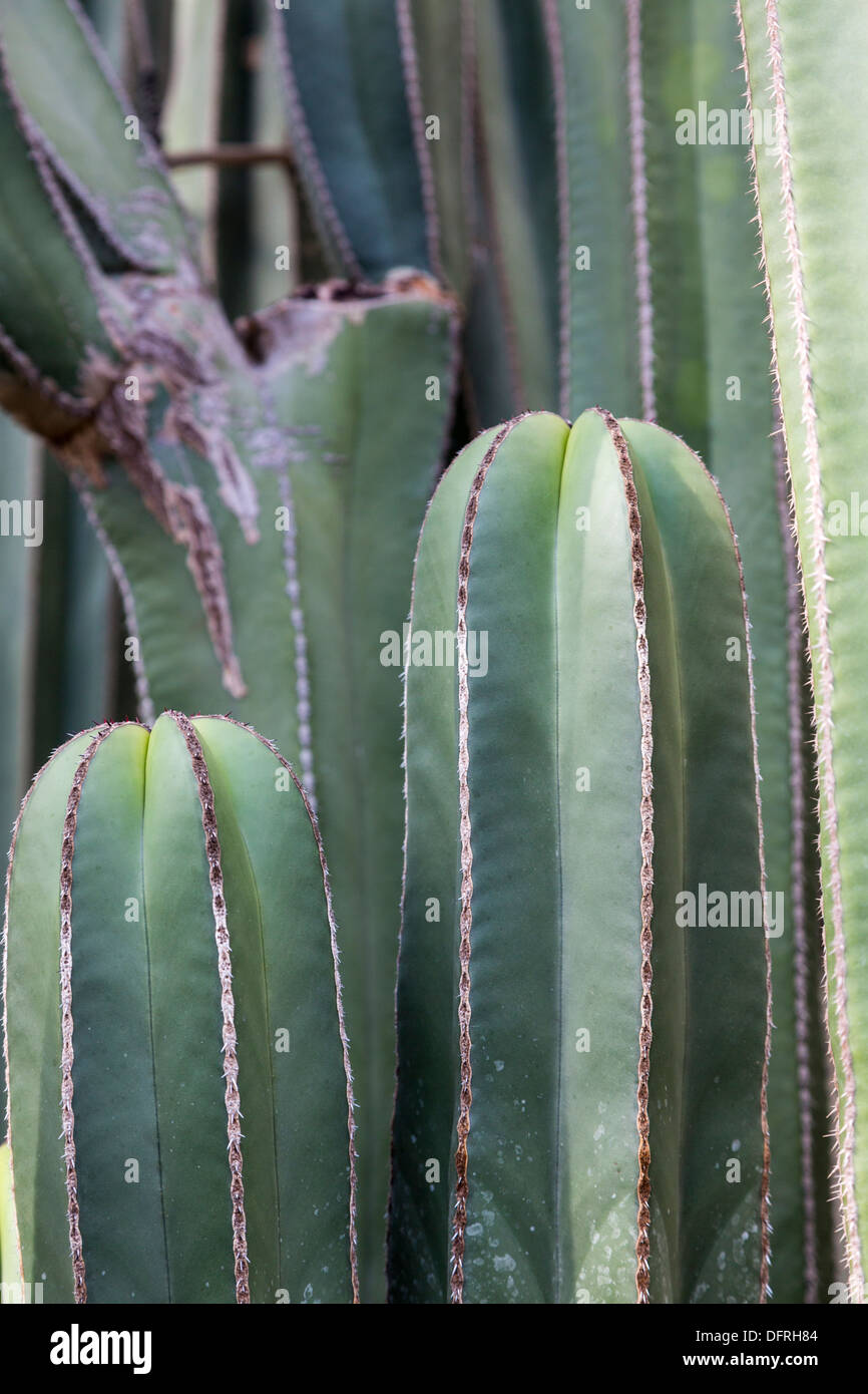 Silver Torch cactus, Cleistocactus strausii, Longwood Gardens, Kennett Square, Pennsylvania, USA Stock Photo