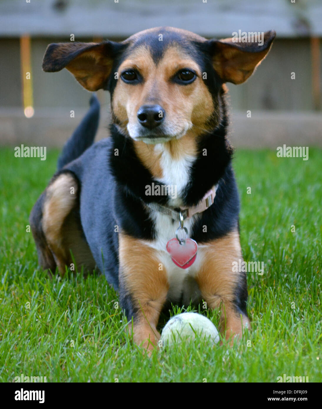 Meagle - Min-Pin Beagle Mixed Breed Dog Stock Photo