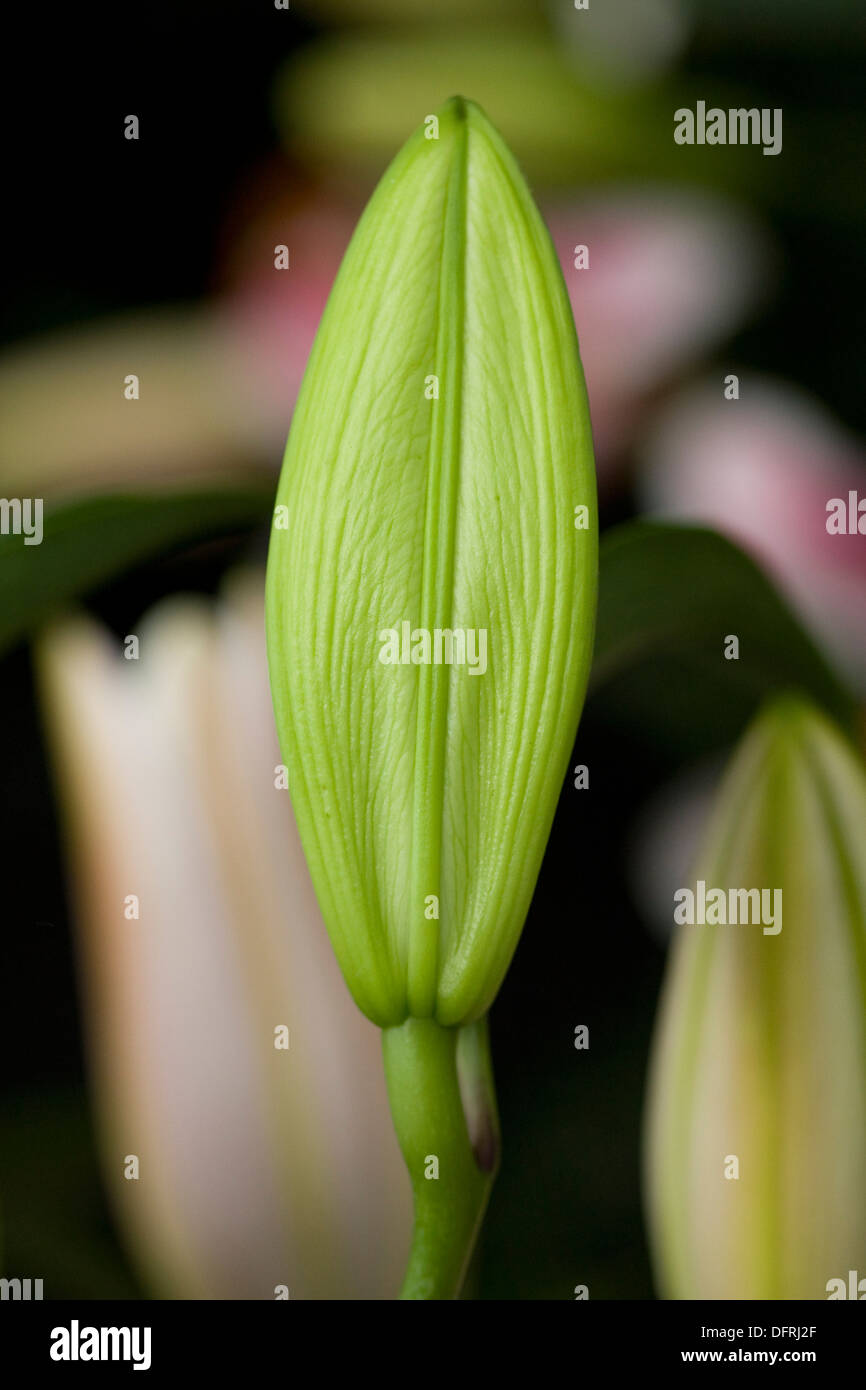 Lilium hybrid 