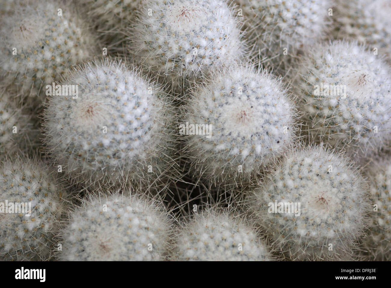 Mammillaria cephalispina  Cactus Flower Stock Photo