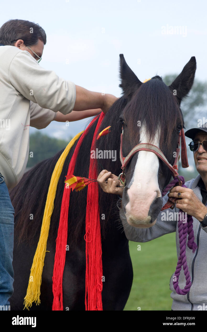 Man plaiting a Shire Horses Mane with ribbons for a show Stock Photo
