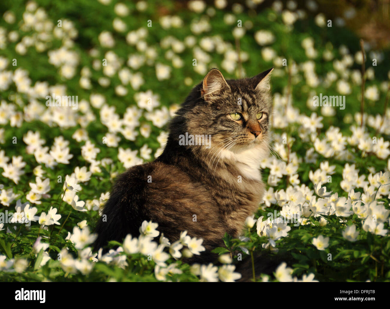 Norwegian forest cat sitting in flower meadow Stock Photo