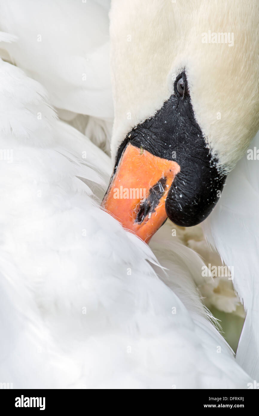 Mute swan preening its feathers Stock Photo