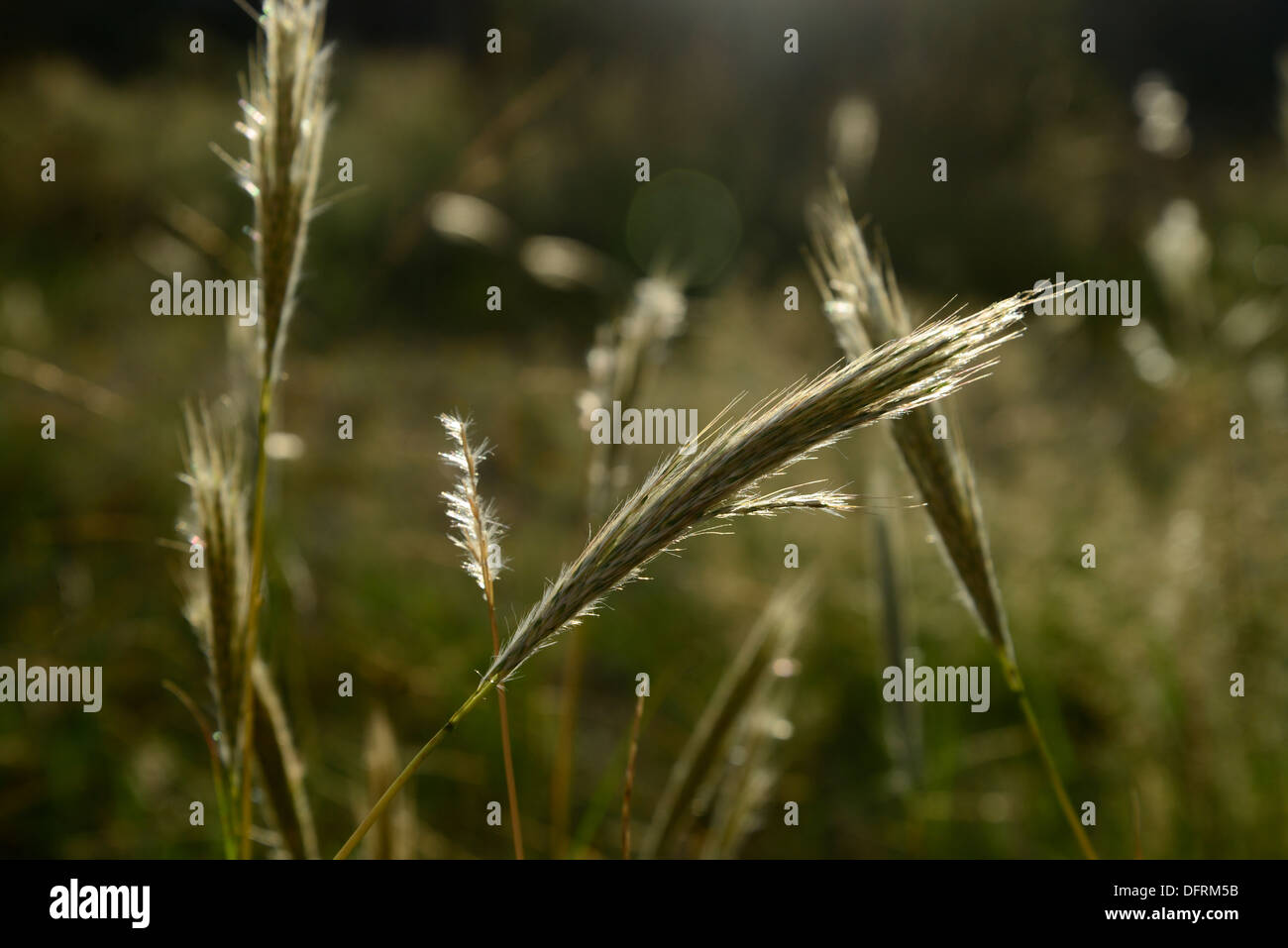 Native grass grows along the Arizona Trail in the Santa Catalina Mountains, Tucson, Arizona, USA. Stock Photo