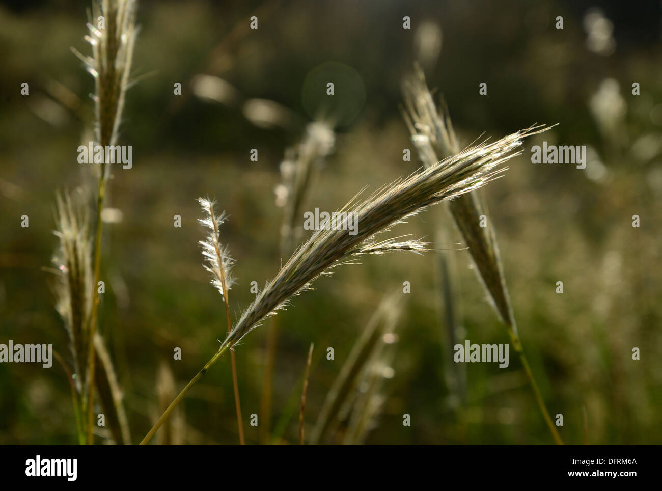 Native grass grows along the Arizona Trail in the Santa Catalina Mountains, Tucson, Arizona, USA. Stock Photo