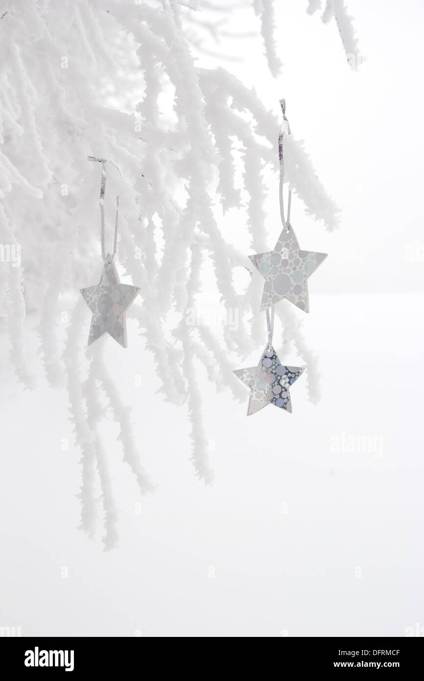 white christmas stars decoration hanging on frosty branches Stock Photo