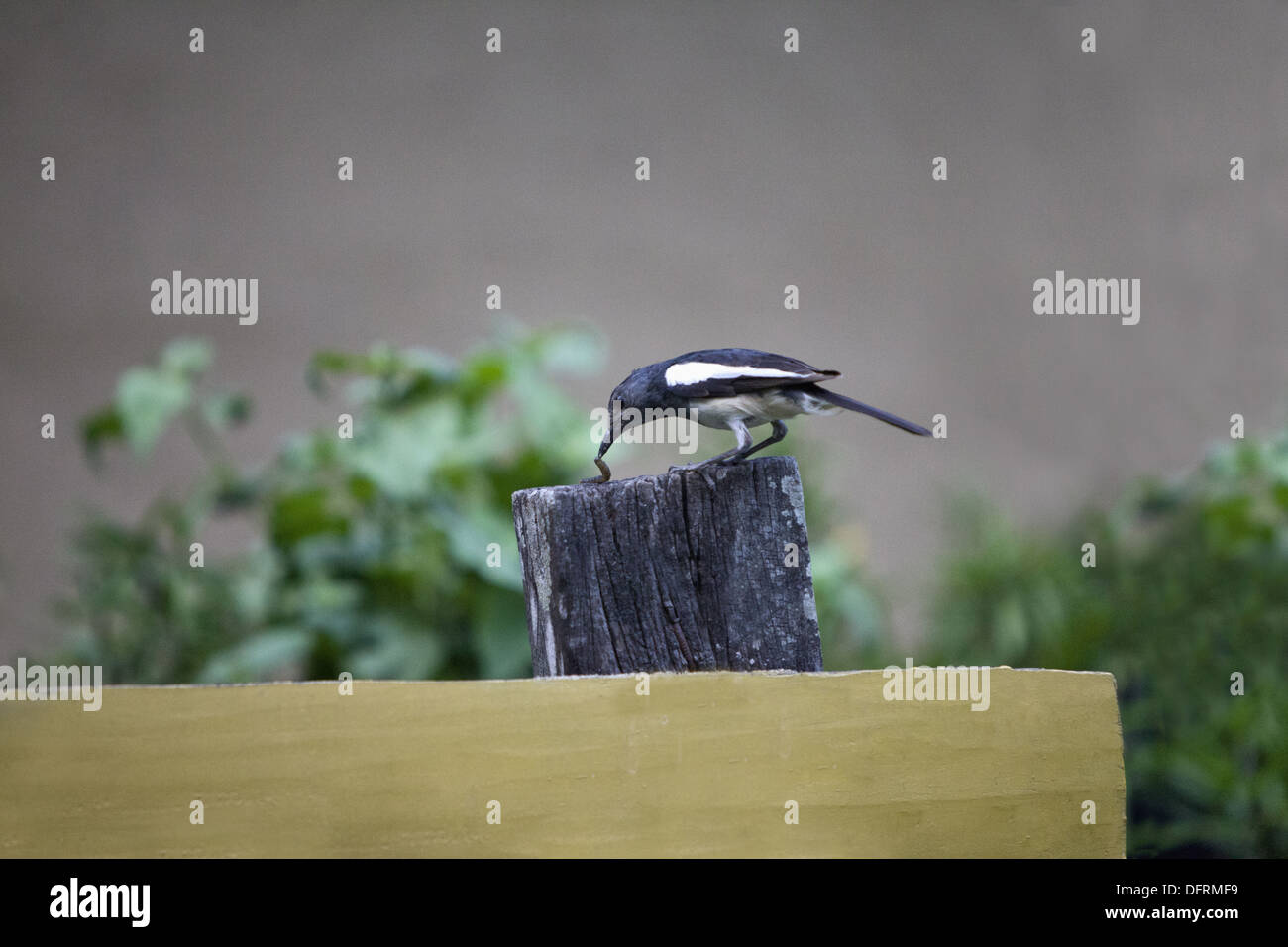 Bird Eating Worm Stock Photos & Bird Eating Worm Stock Images - Alamy