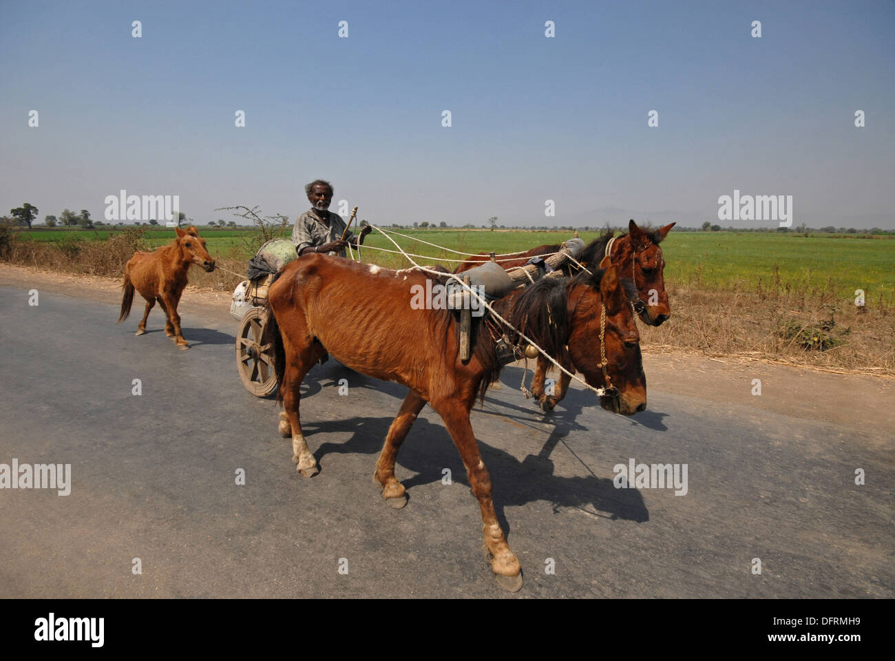 Indian horse and cart hires stock photography and images Alamy