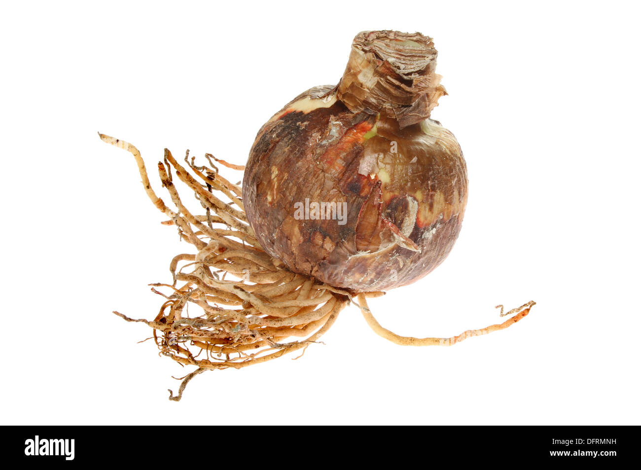 Amaryllis bulb and roots isolated against white Stock Photo