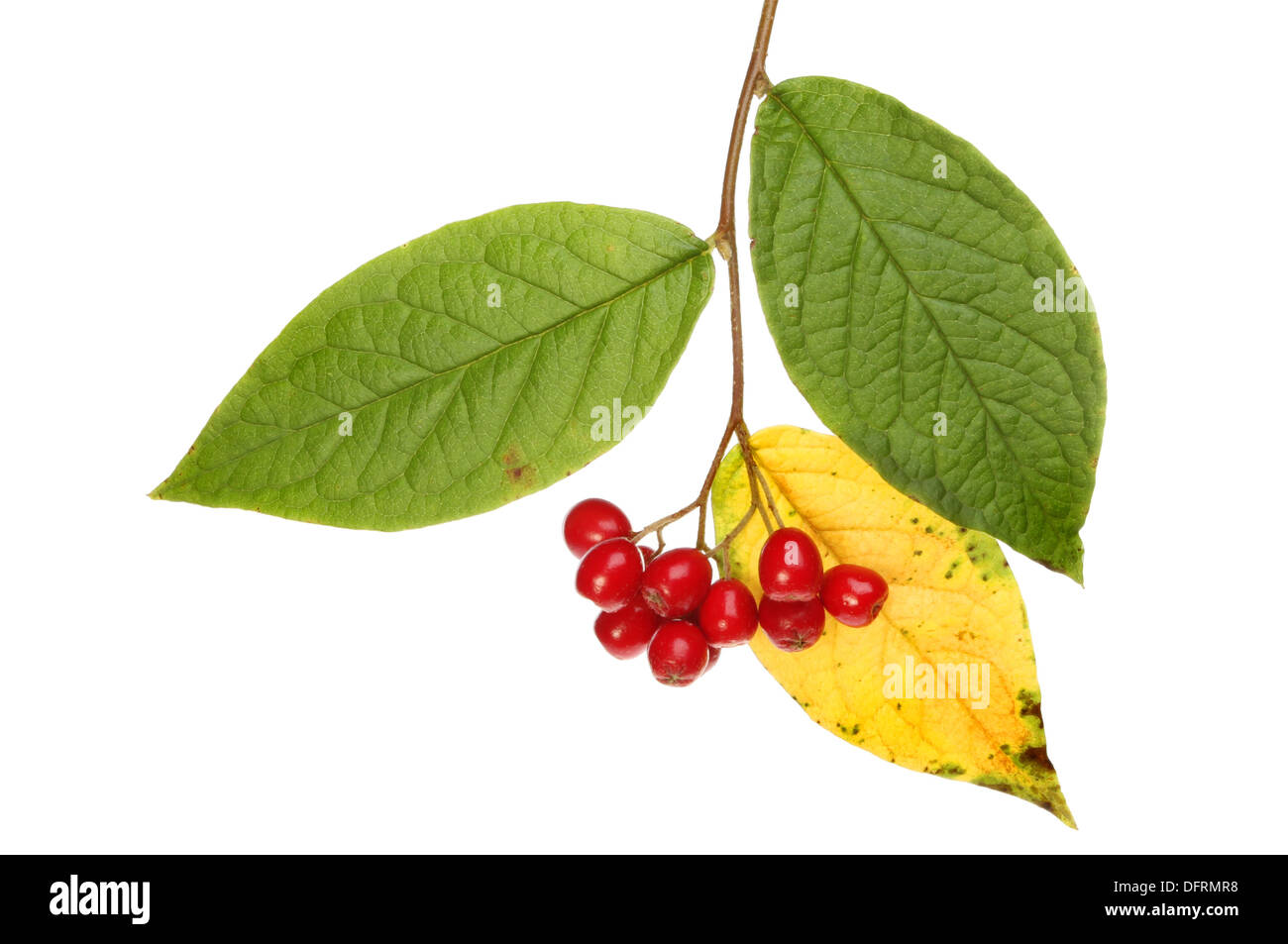 Autumn colors of cotoneaster foliage and berries isolated against white Stock Photo