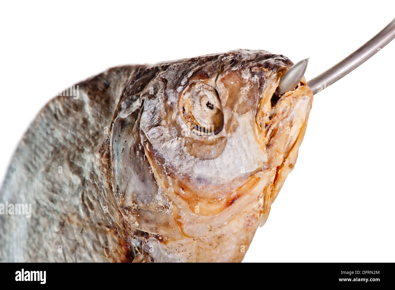 head of salted fish with a hook in his mouth on a white background Stock  Photo - Alamy