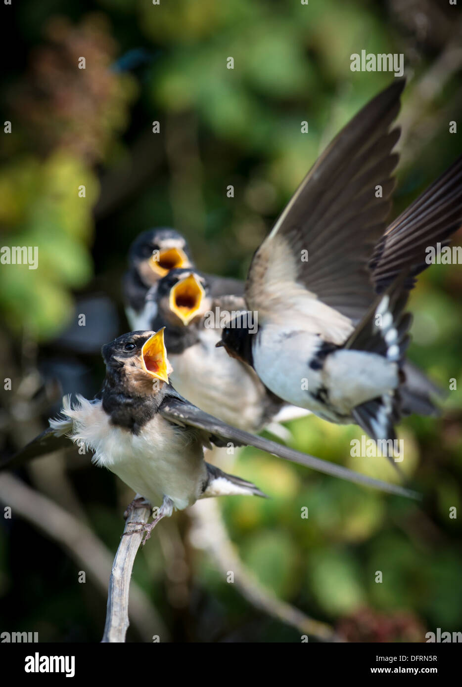 Adult Swallow feeding its young Stock Photo Alamy
