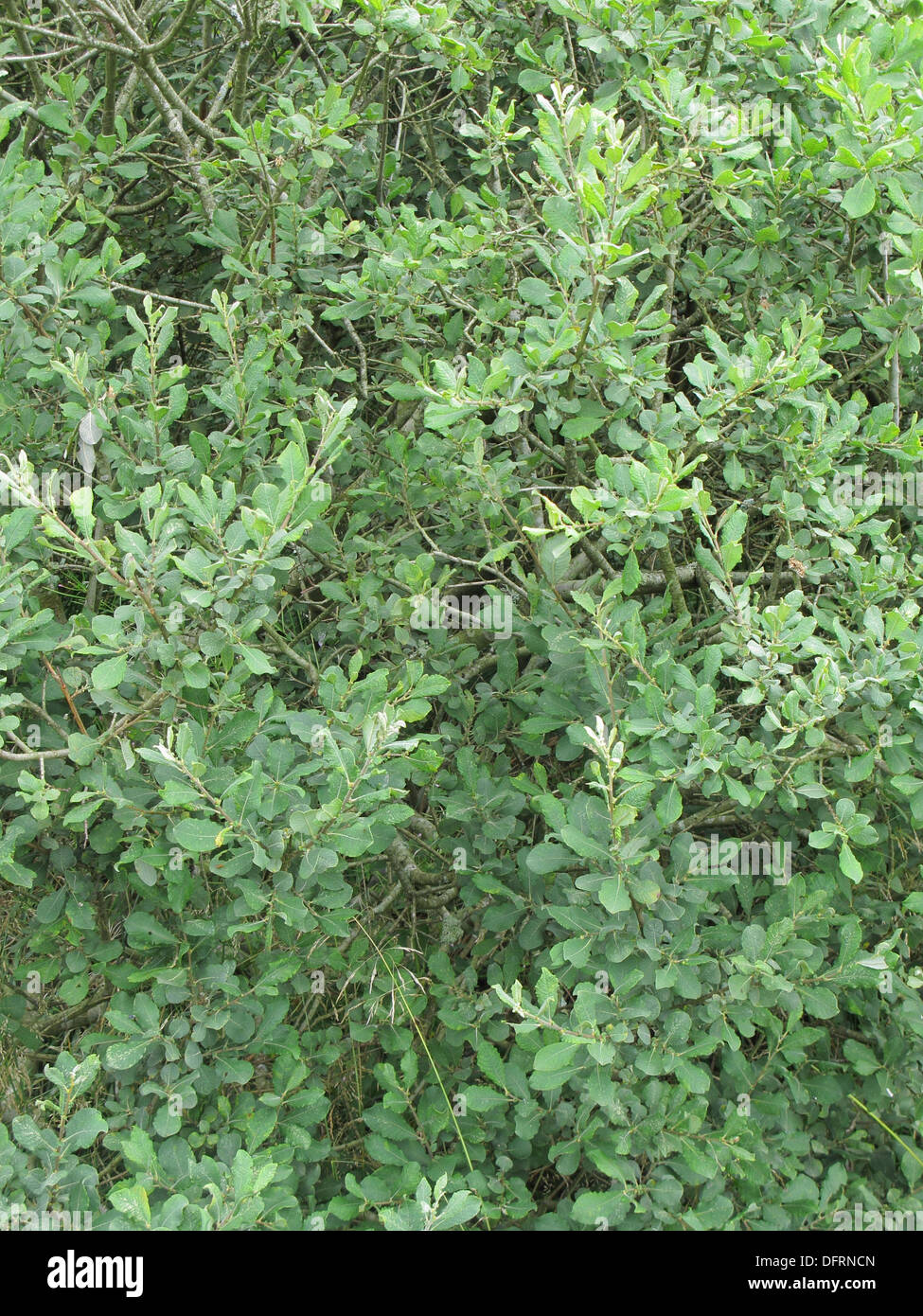 Eared Willow ( Salix aurita ) In Summer, UK Stock Photo