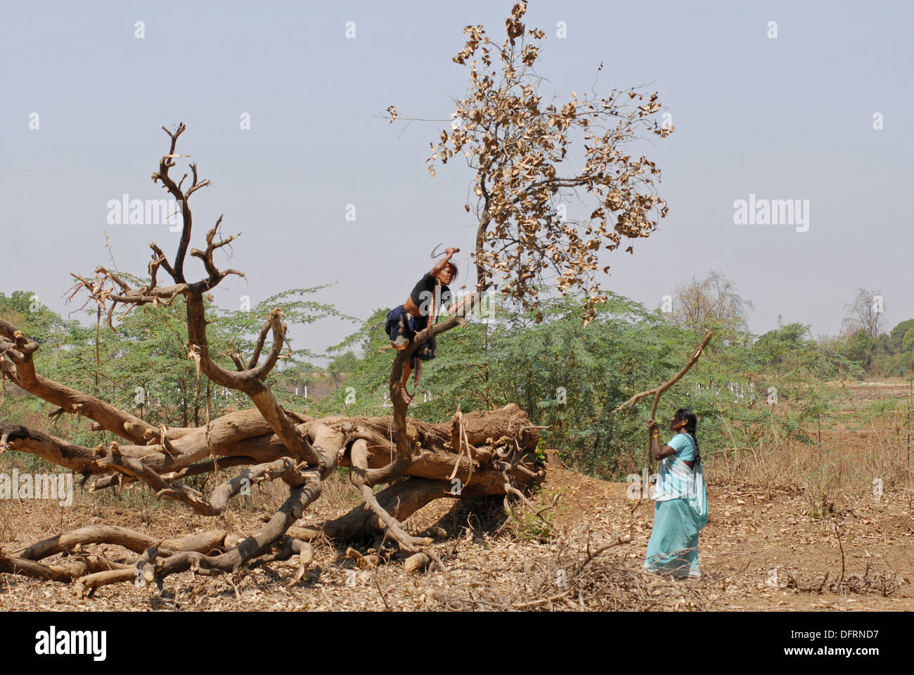 Lady cutting dead tree branches to be used as firewood Stock Photo Alamy