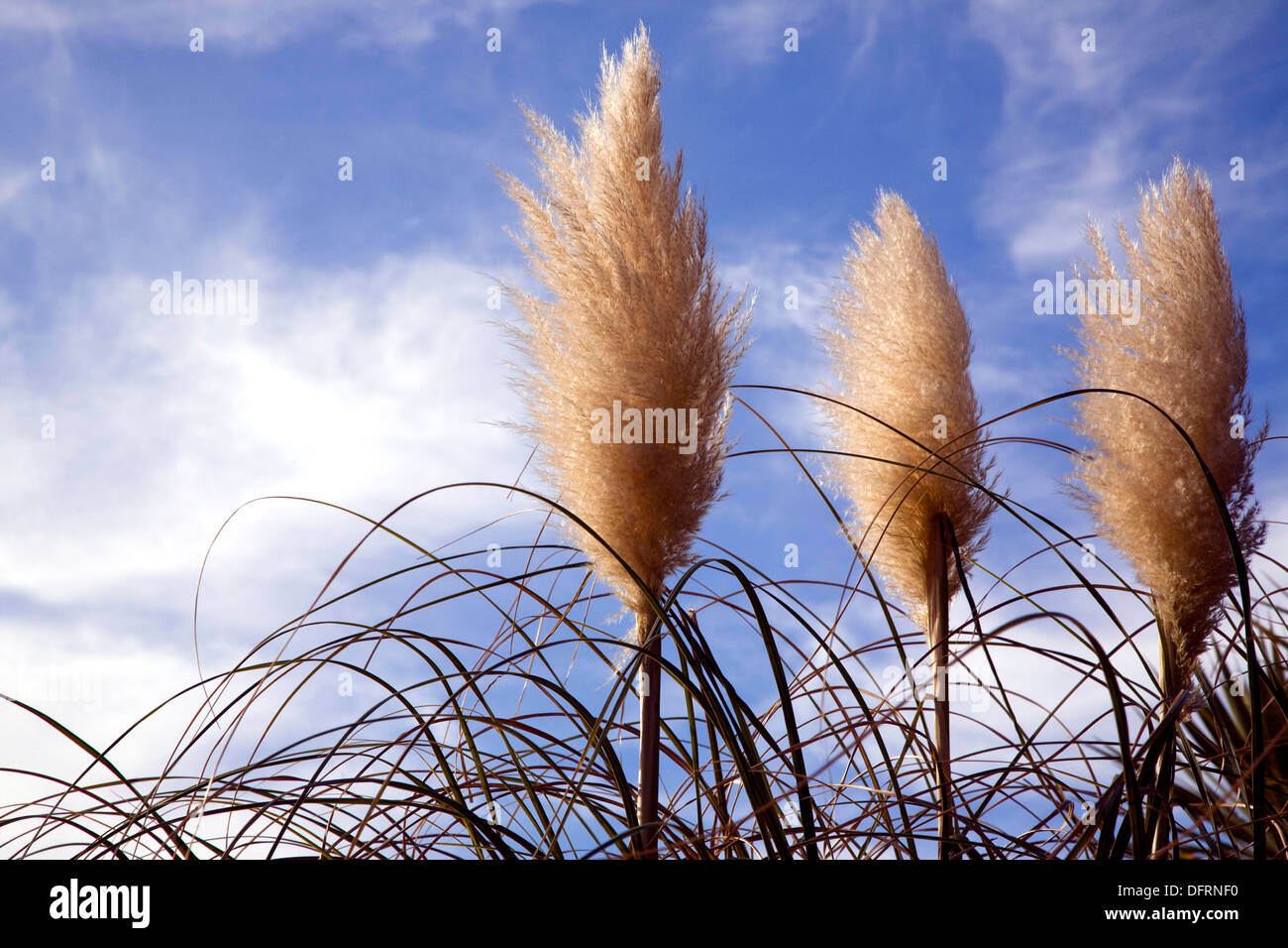Outdoor shot of Toi Toi grass plants in a yard in Christchurch, New Zealand Stock Photo