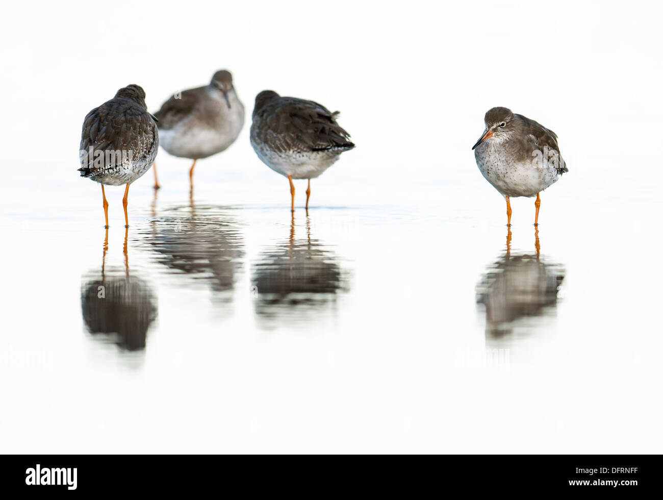 A group of Redshanks wading in shallow water Stock Photo