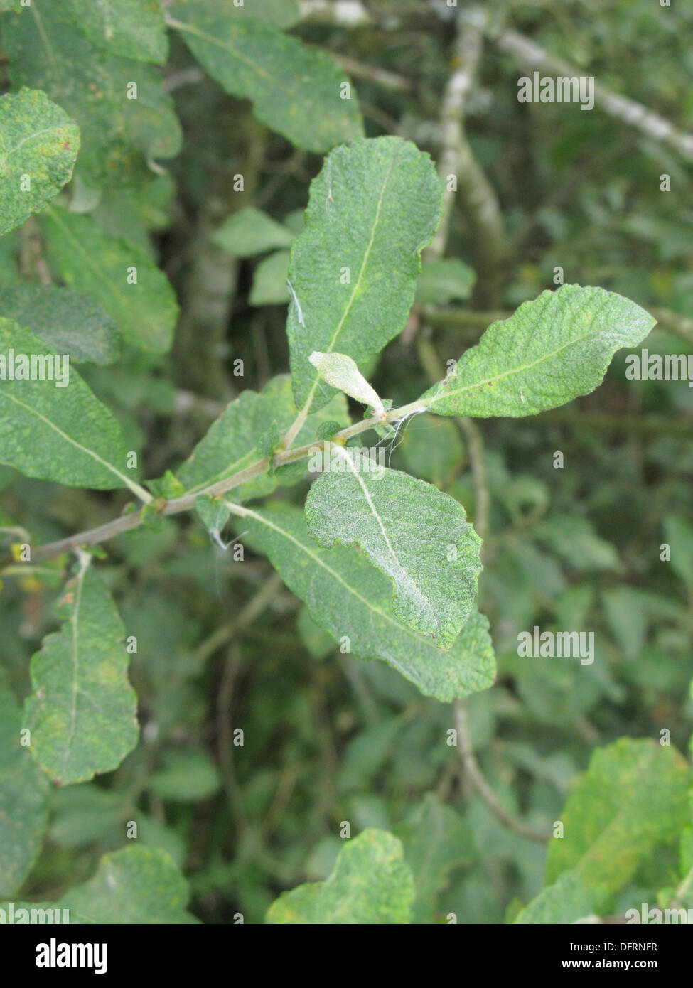 Eared Willow Salix Aurita In Summer UK Stock Photo Alamy