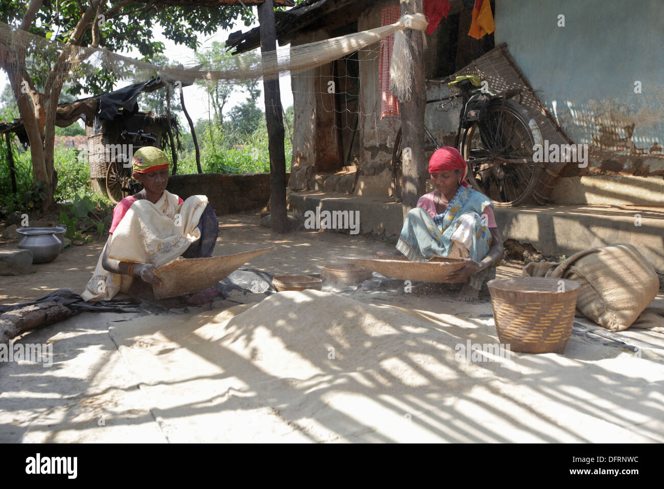 Tribal women winnowing grains in the courtyard, Bhamragad, Maharashtra, India. Stock Photo