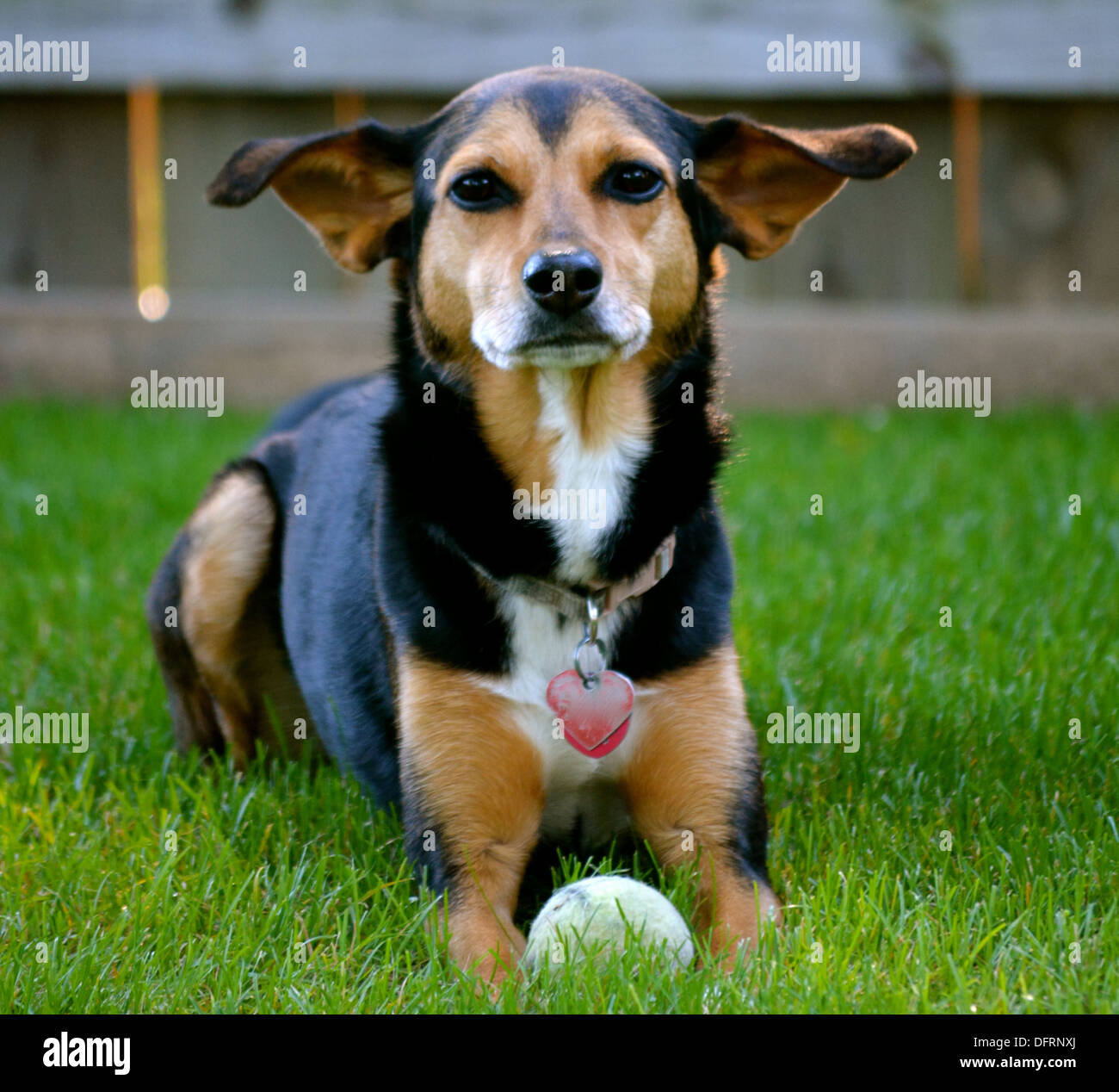 Min pin beagle sales