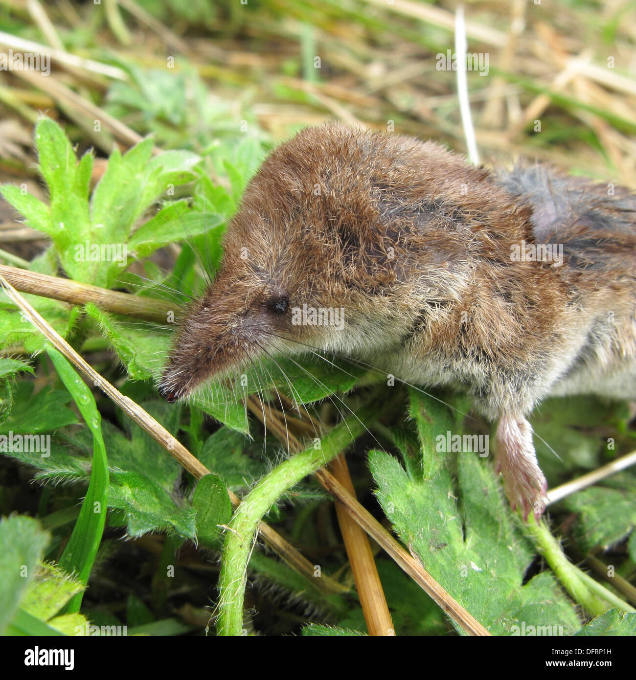 Common Shrew ( Sorex araneus ), UK Stock Photo - Alamy Common Shrew ( Sorex araneus ), UK Stock Photo - Alamy