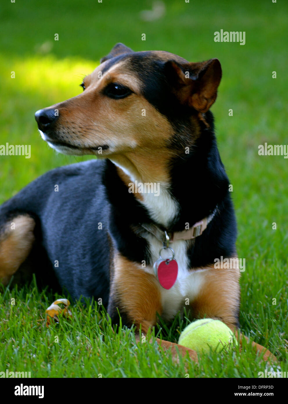 Meagle - Min-Pin Beagle Mixed Breed Dog Stock Photo - Alamy