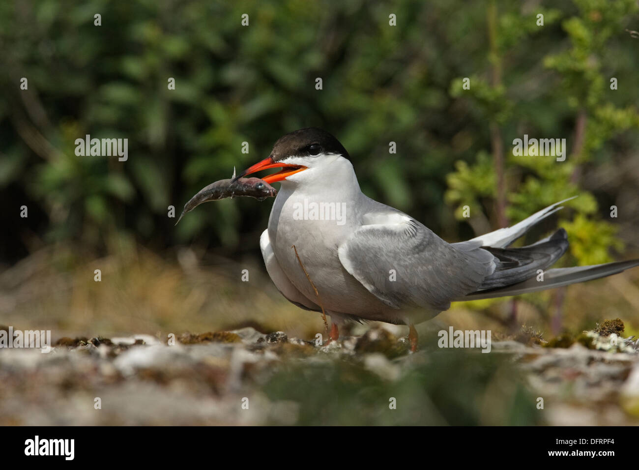 Common Tern (Sterna hirundo) with Three-spined Stickleback in the bill Stock Photo
