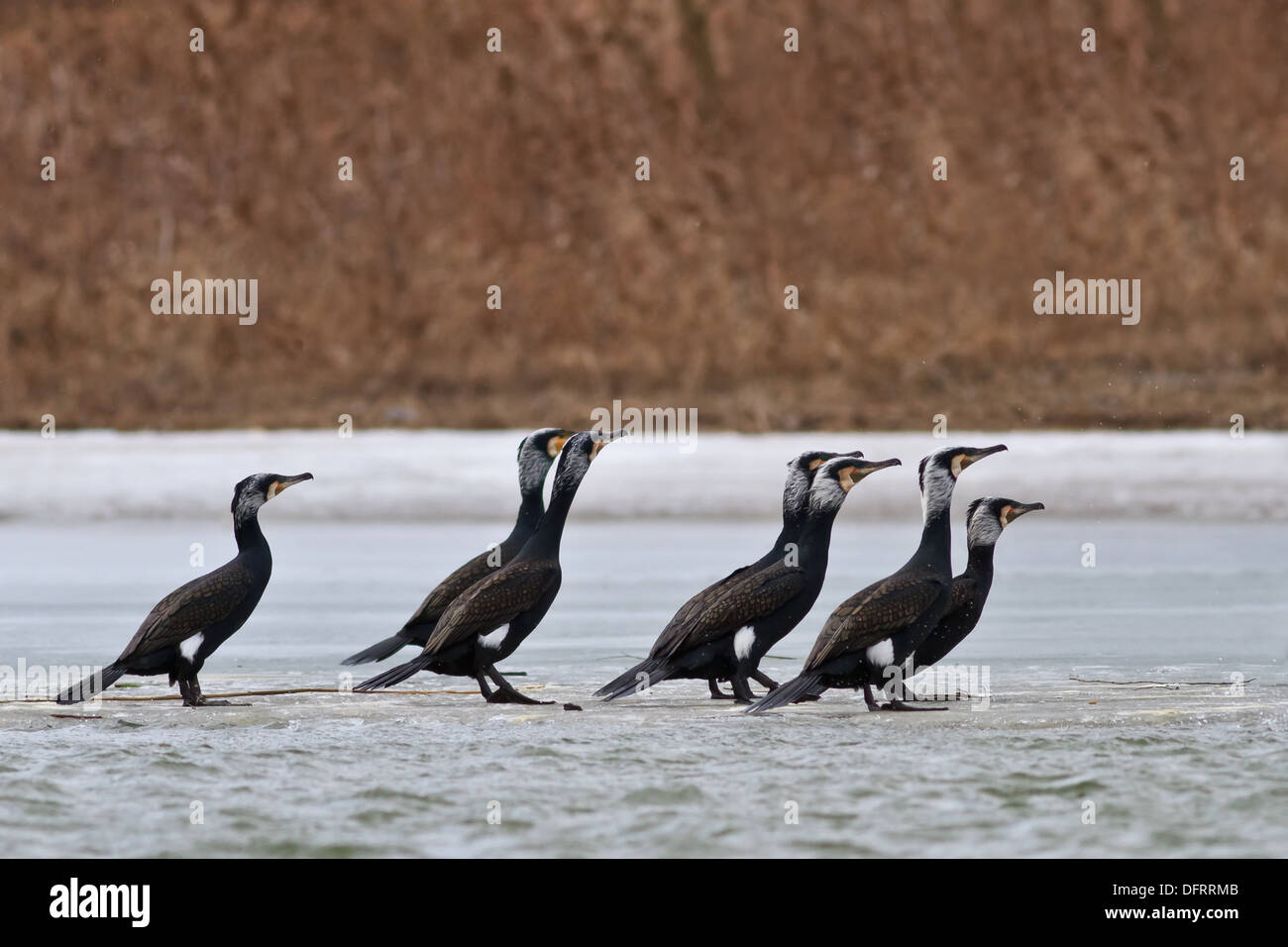 cormorants (phalacrocorax carbo Stock Photo - Alamy