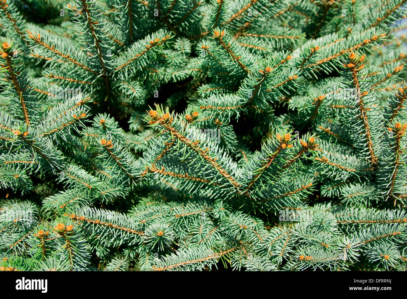 Christmas tree branches full hi-res stock photography and images - Alamy