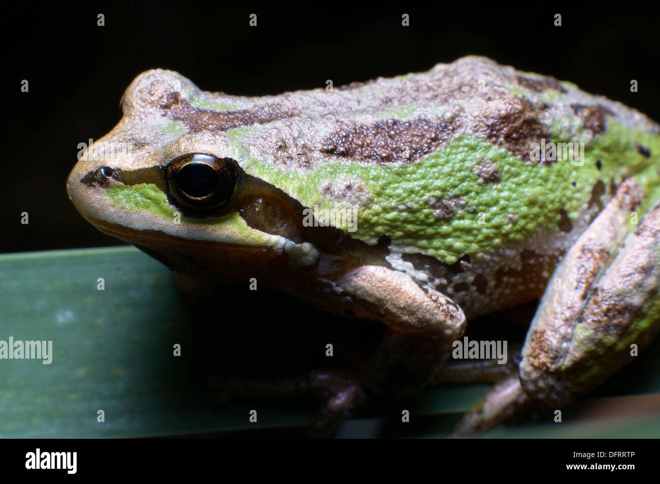 Pseudacris regilla Pacific tree frog chorus frog Stock Photo