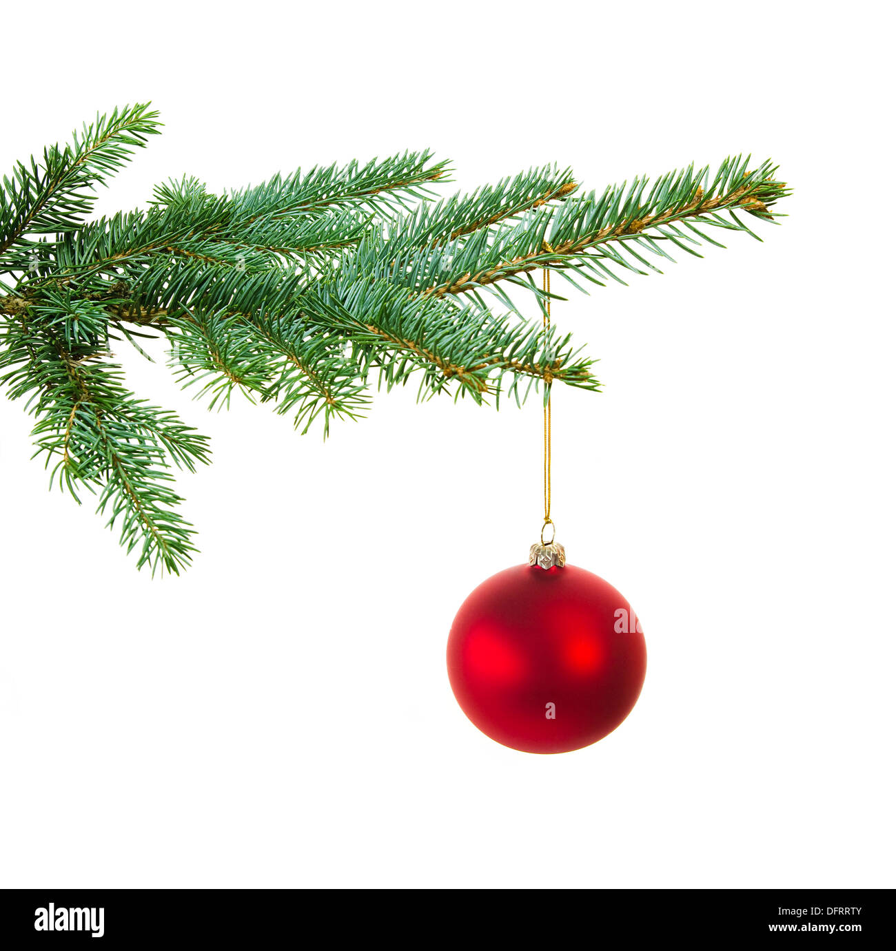 Christmas red ball hanging on a fir branch isolated on white background ...