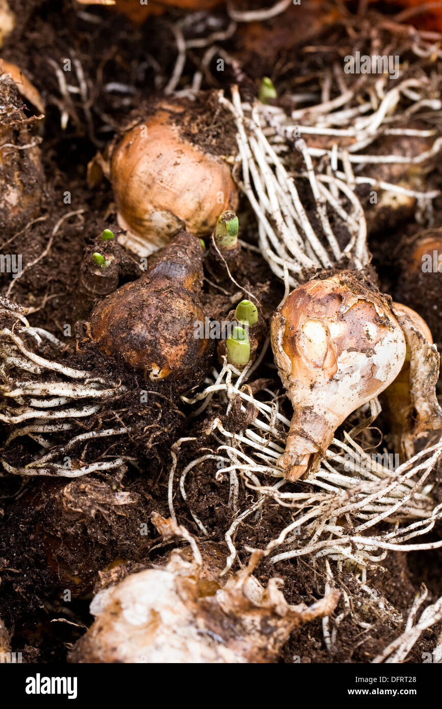 Stored narcissus bulbs ready for replanting in the Autumn Stock Photo