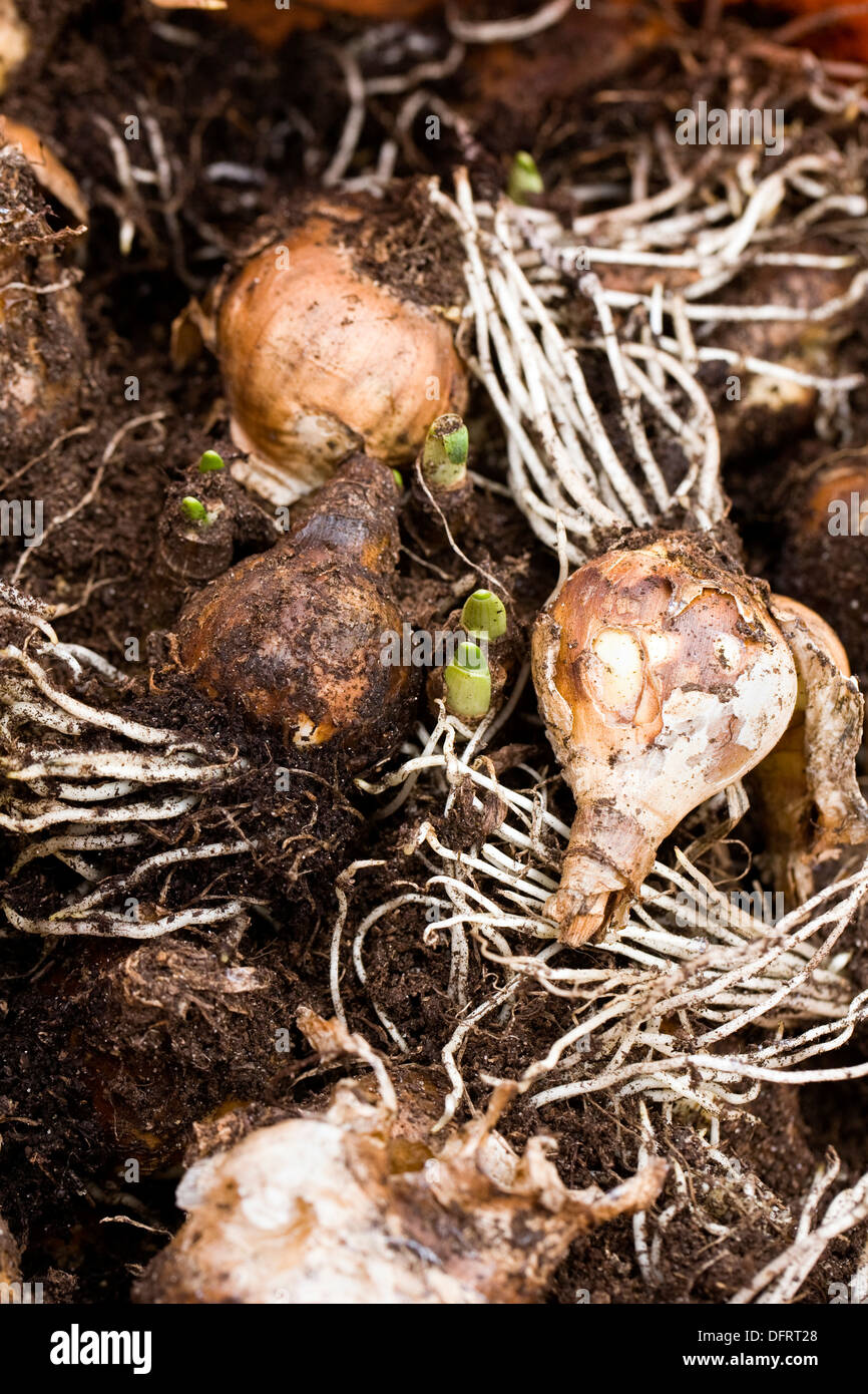 Stored narcissus bulbs ready for re-planting in the Autumn. Stock Photo