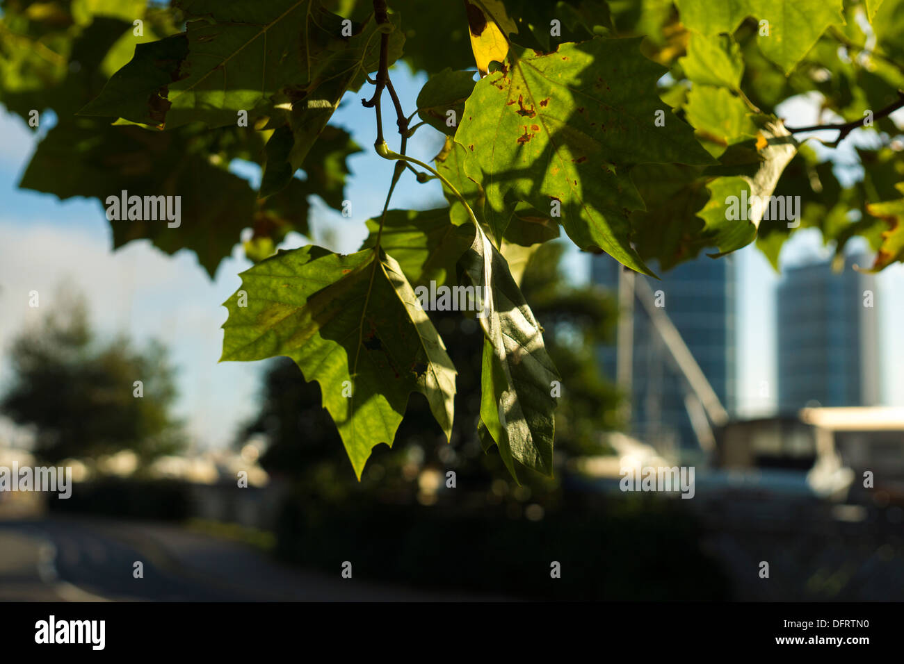 Changing color of leaves hi-res stock photography and images - Alamy