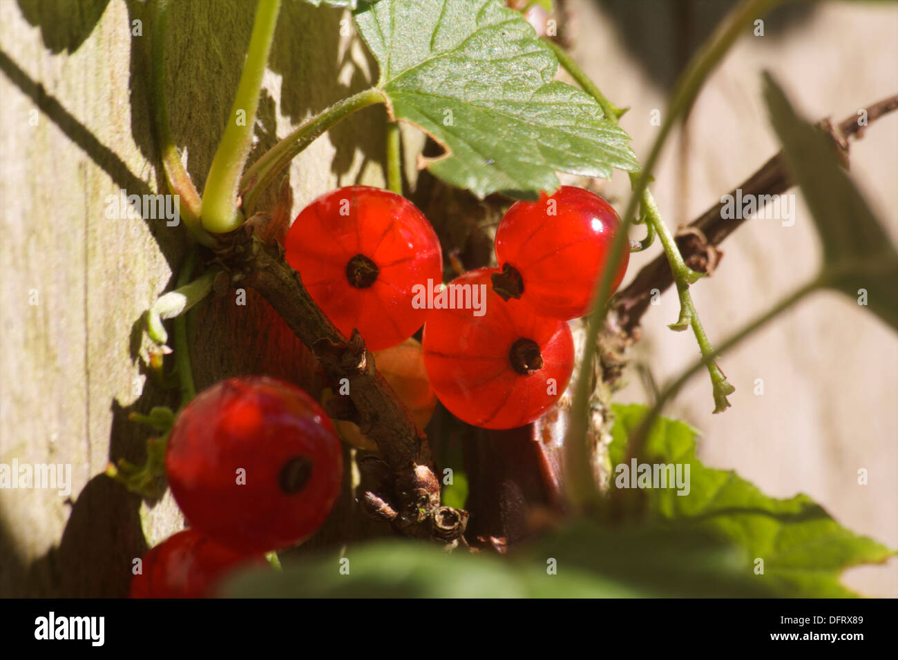 Ribes rubrum hi-res stock photography and images - Page 2 - Alamy