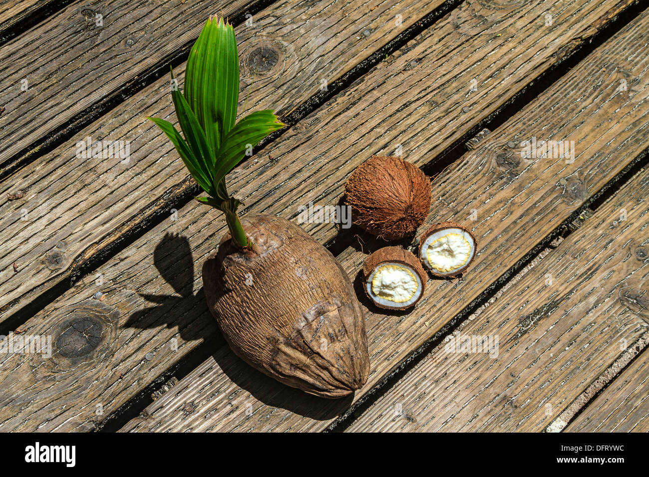 Various stages of coconut coconut with young sprout sits next to husked coconut and opened