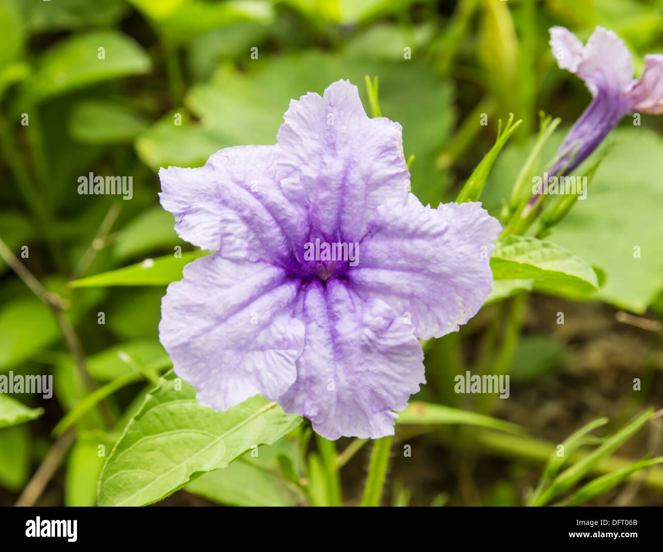 Purple Ruellia Tuberosa Flower on flowers at backgroud Stock Photo