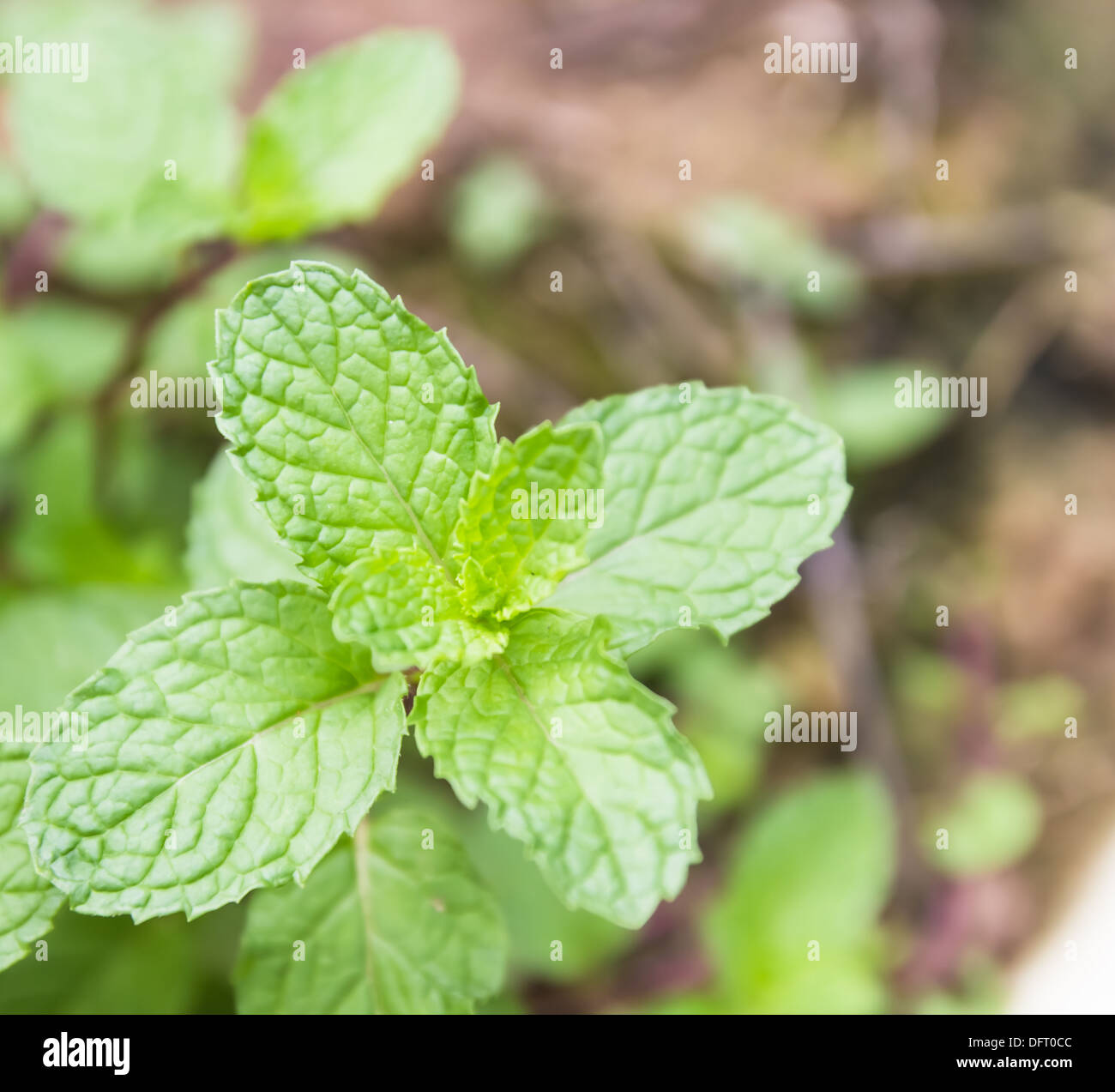 Fresh green mint ,Fresh mint growing Stock Photo Alamy