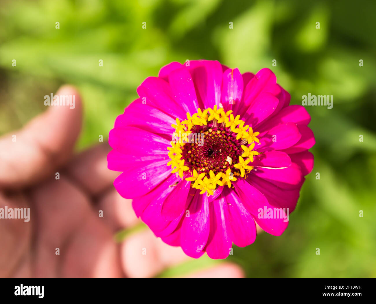 Chrysanthemum and zinnia hires stock photography and images Alamy
